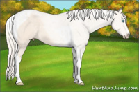 Horse Color:Cremello Sabino Tobiano