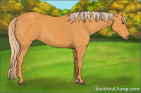 Horse Color:Palomino 
