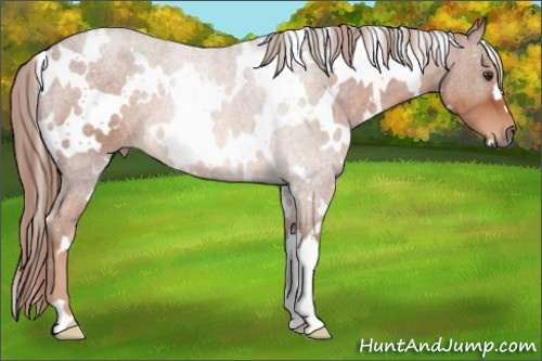 Horse Color: White Spotted Liver Chestnut 