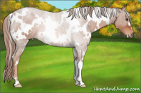 Horse Color:White Spotted Liver Chestnut 