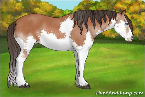 Horse Color: Bay Splash 