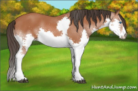 Horse Color:Bay Splash 