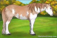 Horse Color:Chestnut Splash 