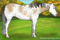Horse Color:White Spotted Buckskin Dun Splash 