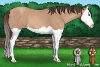 Horse Color:Amber Champagne Splash 
