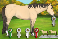 Horse Color:Unknown 