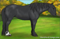 Horse Color:Black Sabino