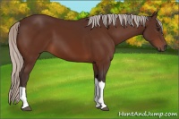 Horse Color:Silver Bay 
