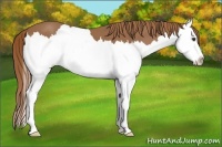 Horse Color:Chestnut Splash 