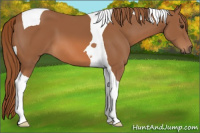 Horse Color:Chestnut Tobiano 