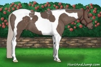Horse Color:Silver Black Tobiano 
