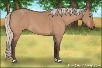 Horse Color:Silver Bay Dun