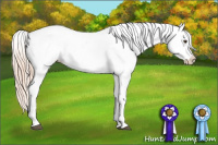 Horse Color:Chocolate Palomino Appaloosa 