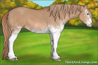 Horse Color:White Spotted Liver Red Dun