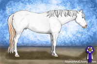 Horse Color:Gray Perlino Sabino Appaloosa