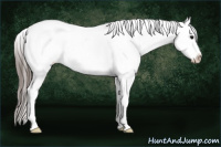 Horse Color:Brown Splash Frame Appaloosa 