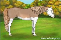Horse Color:Liver Red Dun Splash