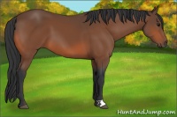 Horse Color:Bay 