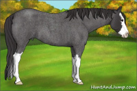 Horse Color:Buckskin Roan Splash 