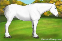 Horse Color:Gray Black Splash Tobiano 