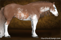 Horse Color:Liver Chestnut Sabino Splash
