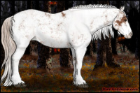 Horse Color:Liver Chestnut Sabino 