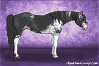 Horse Color:White Spotted Black 