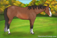 Horse Color:Bay Roan Splash