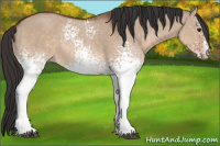 Horse Color:White Spotted Bay Dun