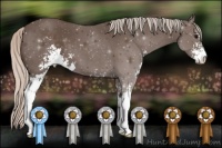 Horse Color:Silver Black Sabino 