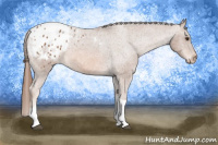 Horse Color:Chestnut Tobiano Appaloosa 