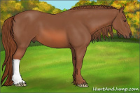 Horse Color:Liver Chestnut