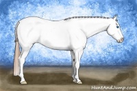 Horse Color:Grullo Roan Splash Frame Appaloosa 