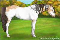 Horse Color:White Spotted Buckskin Dun Sabino Frame 