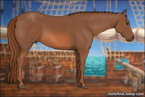 Horse Color: Liver Chestnut 
