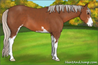 Horse Color:Silver Bay Sabino 