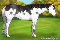 Horse Color:Gray Brown Splash 