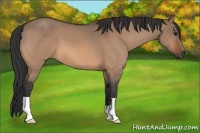 Horse Color:Bay Dun 