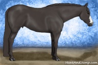Horse Color:Smoky Black 