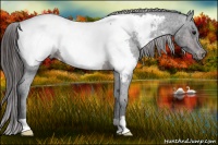 Horse Color:Brown Appaloosa 