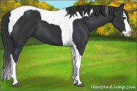 Horse Color:Black Splash Tobiano