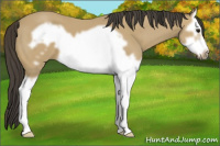 Horse Color:Buckskin Splash Frame 