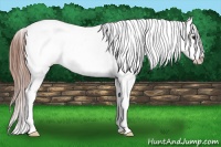 Horse Color:White Spotted Classic Champagne Tobiano Appaloosa