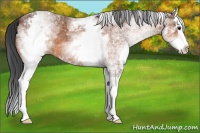 Horse Color:White Spotted Bay Splash 