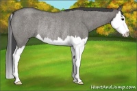 Horse Color:Grullo Roan Splash Rabicano 