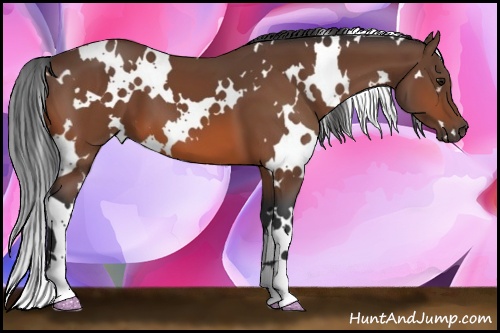 Horse Color: White Spotted Bay 