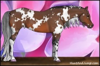 Horse Color:White Spotted Bay 