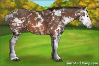 Horse Color:Bay Sabino Splash 