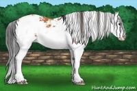 Horse Color:Bay Sabino Splash 