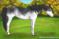 Horse Color:White Spotted Black Rabicano 